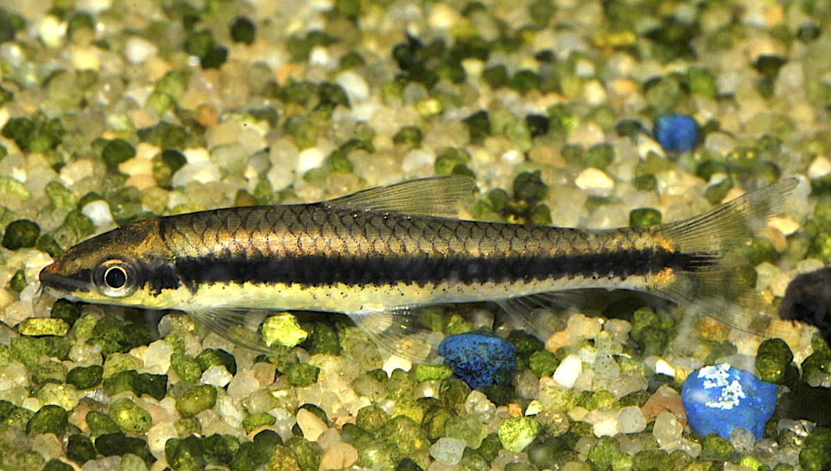 Crossocheilus oblongus