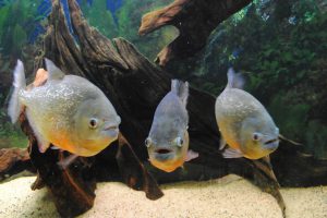 AQUARIUM PIRANHA