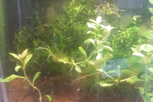 Bac guppy