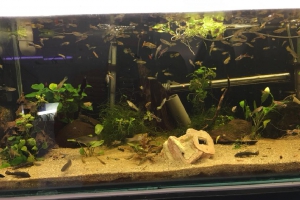 BAC Guppy et Platy