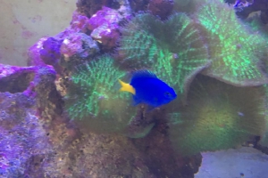 Eau de mer