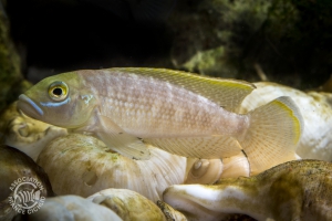 Lamprologus callipterus