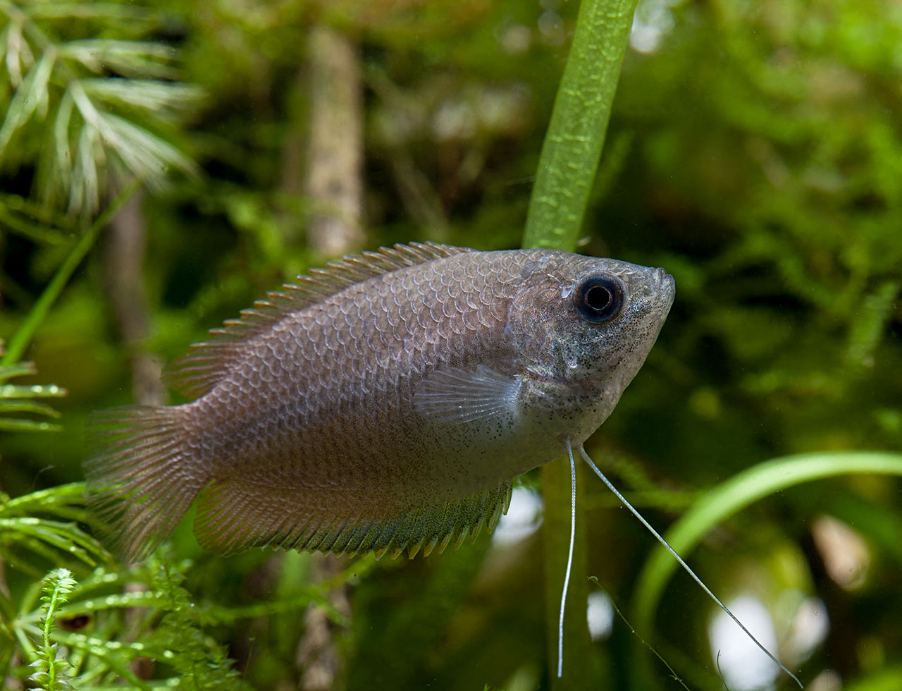 Trichogaster chuna