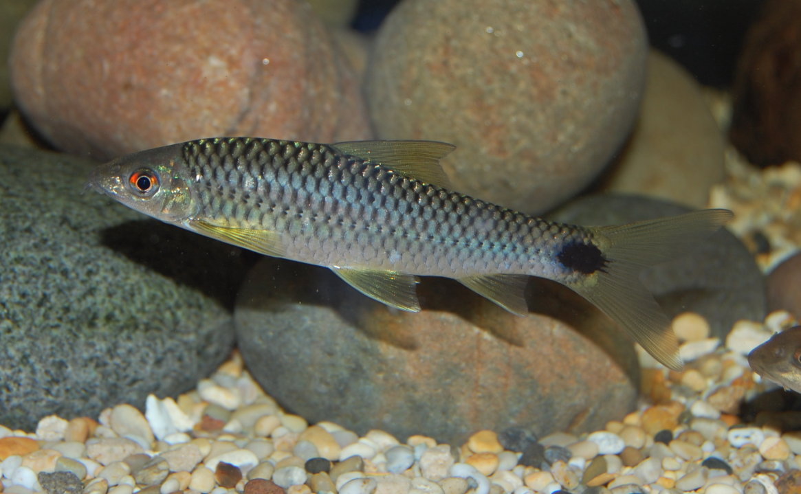 Crossocheilus reticulatus
