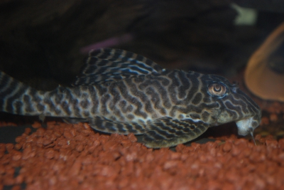 Hypancistrus seideli Loricariidae