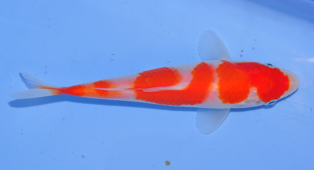 Cyprinus rubrofuscus « Koï »
