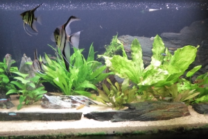 Aquarium de Pierre