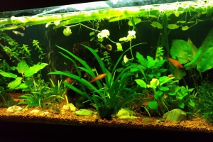 Aquarium amazonien