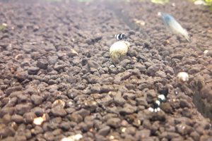 CARIDINA PANDA