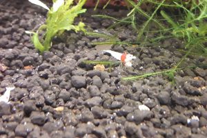 caridina PRL