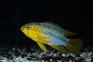 Apistogramma borellii