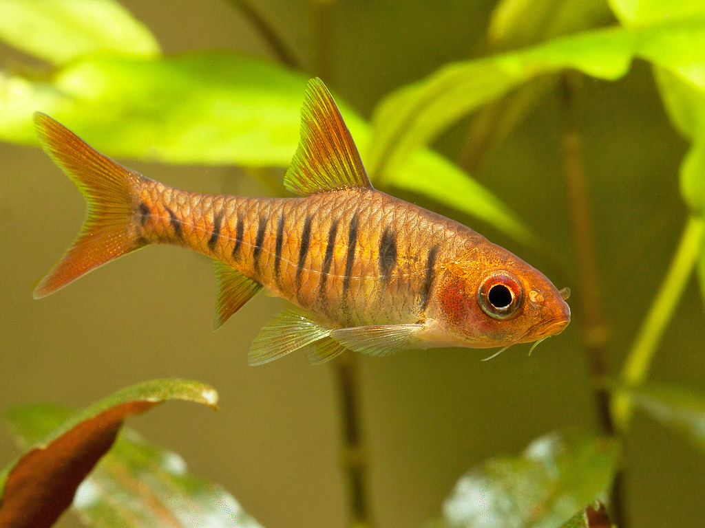 Barbus fasciolatus