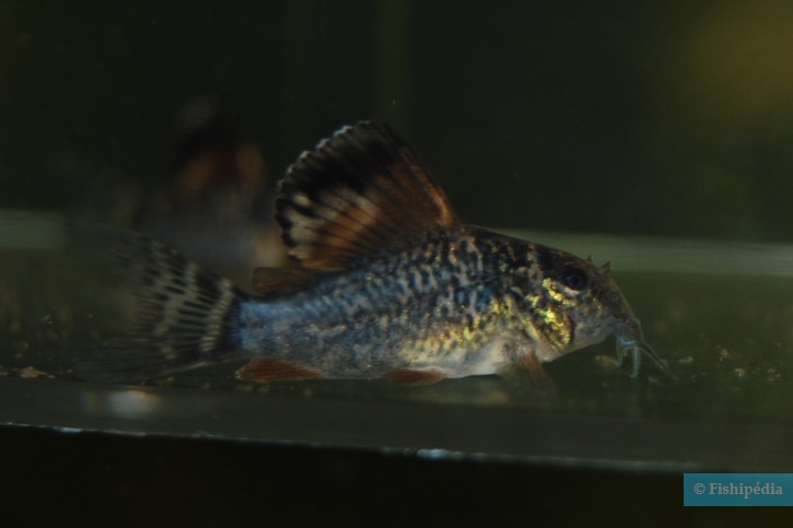 Brochis splendens - poisson chat emeraude