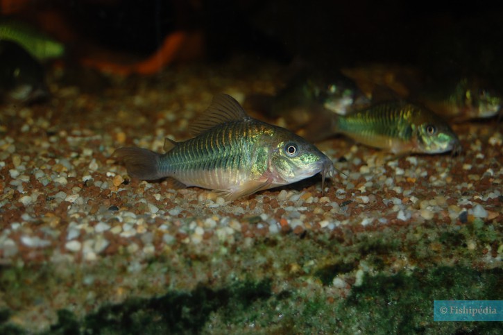 Brochis splendens - poisson chat emeraude