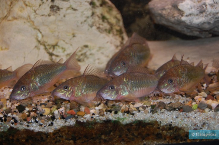 Brochis splendens - poisson chat emeraude