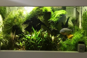 Fleuve Amazon
