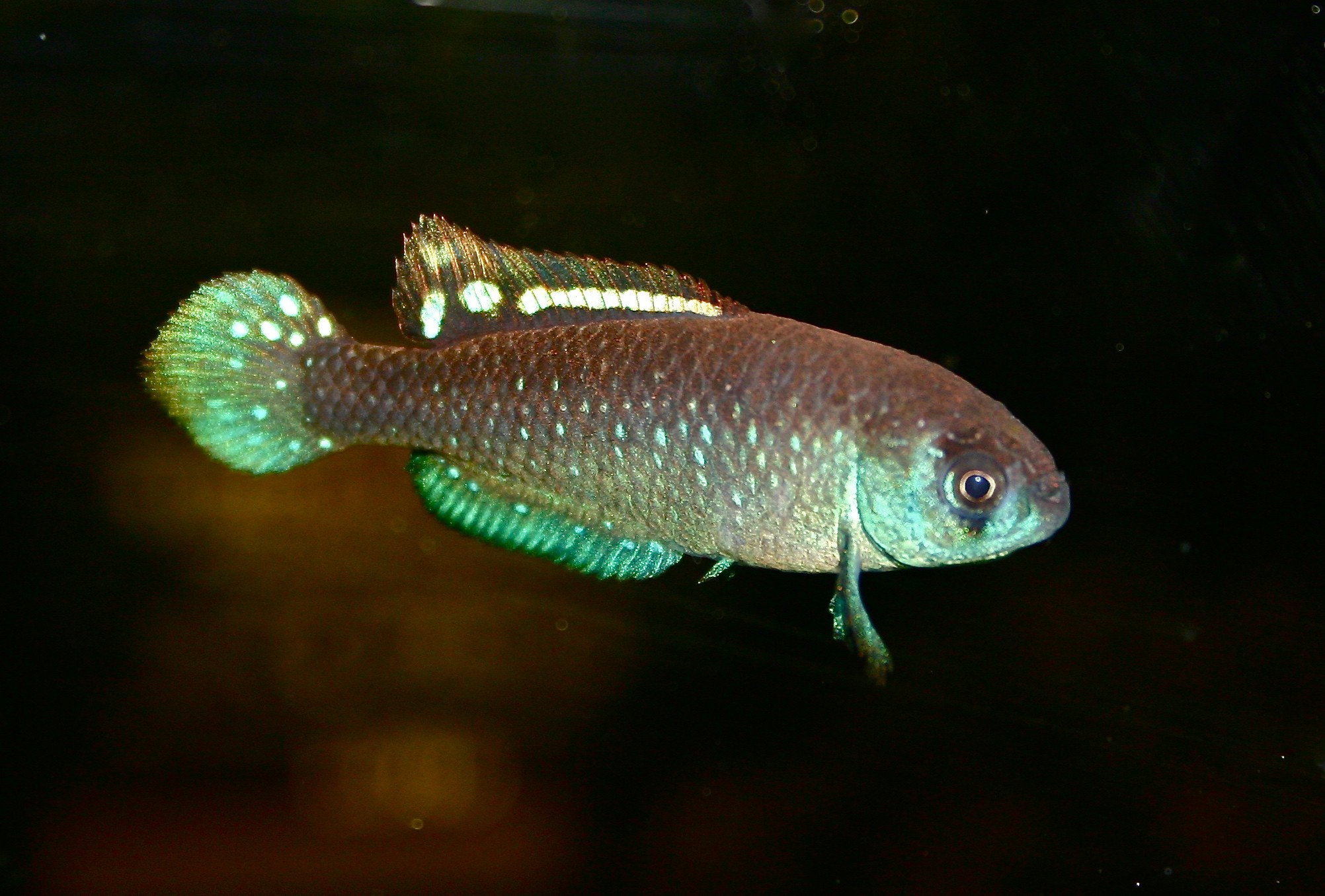 Austrolebias toba