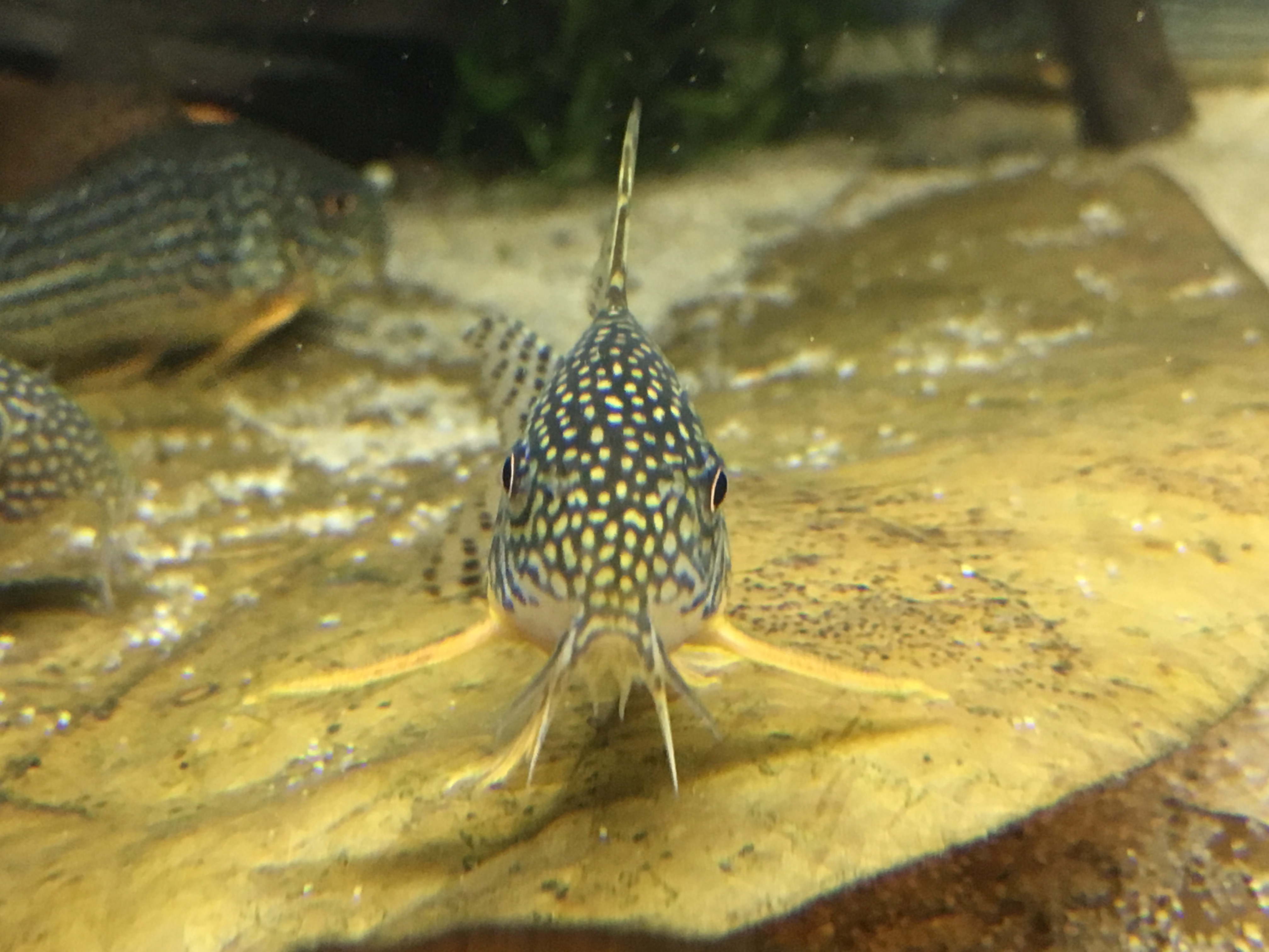 Corydoras sterbai