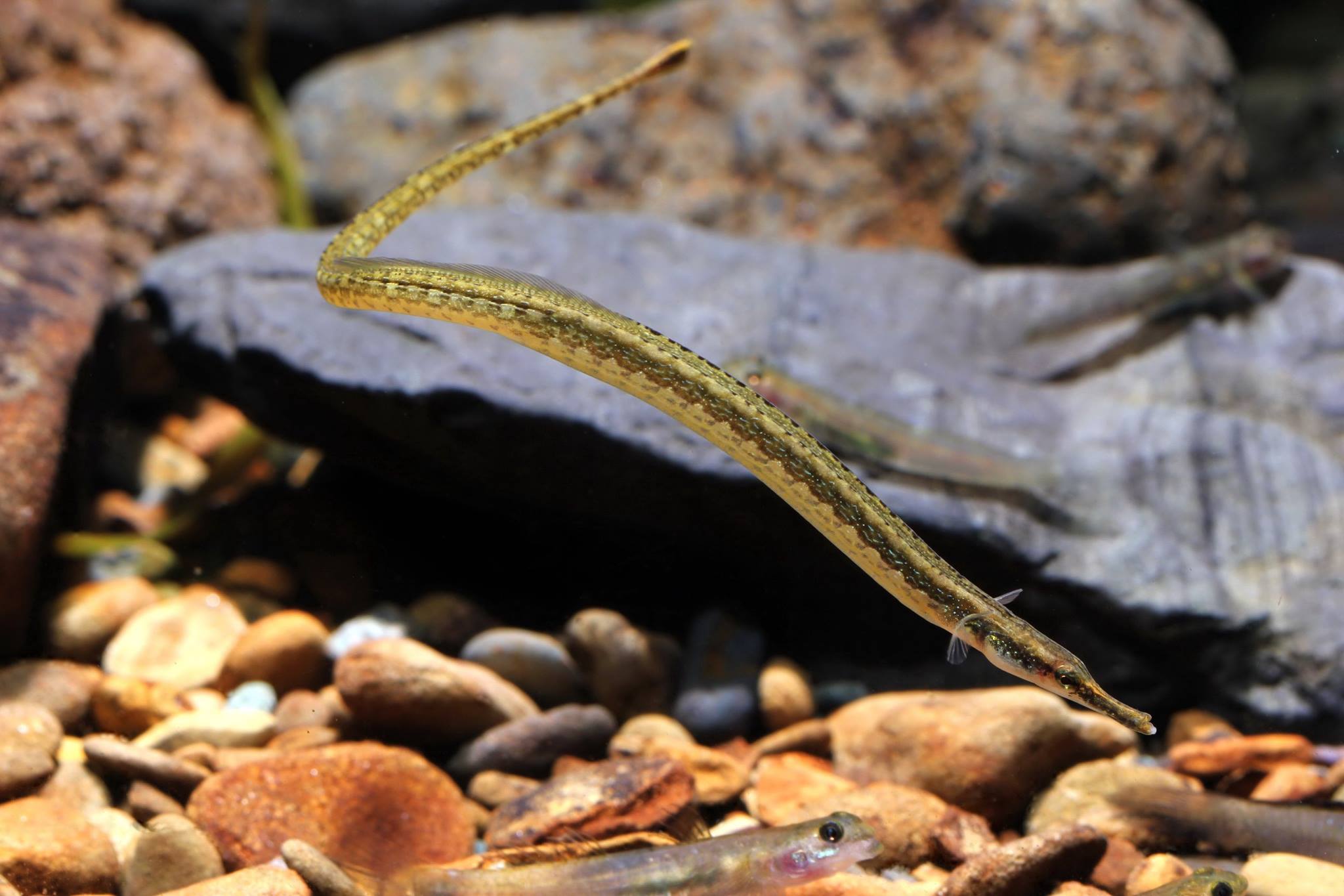 Microphis retzii