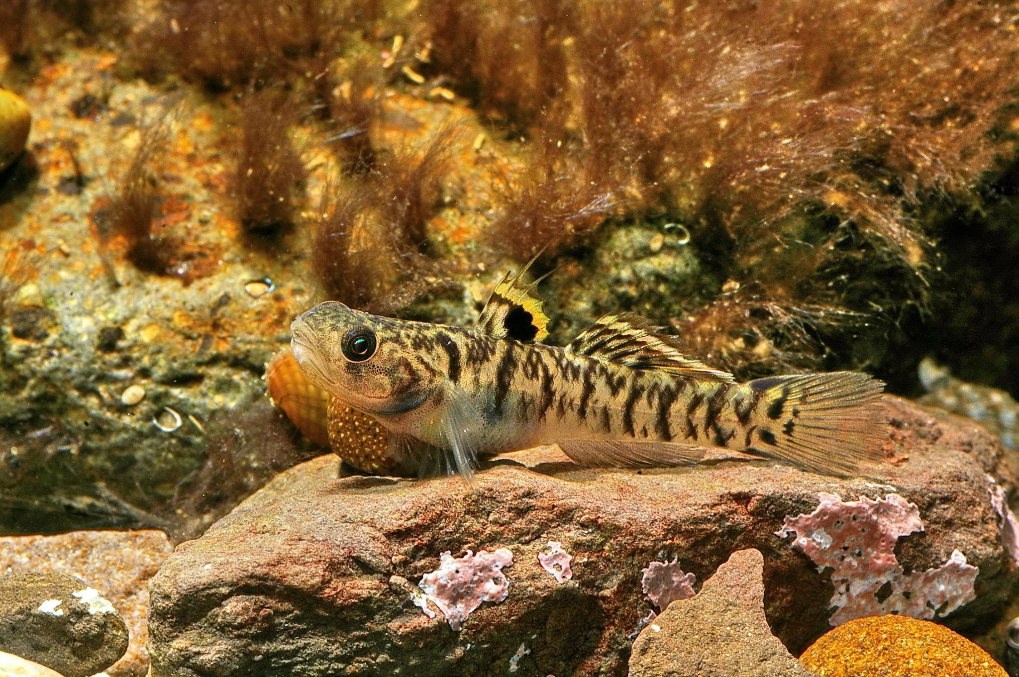 Mugilogobius
