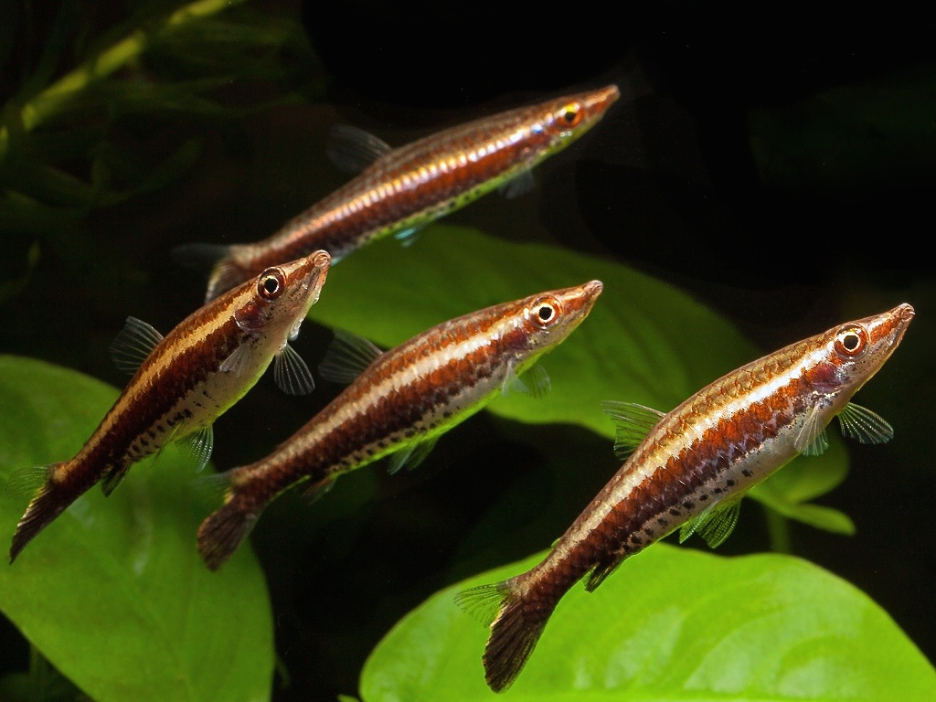 Nannostomus eques