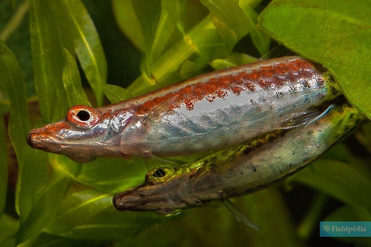 Nannostomus eques - poisson-crayon brun