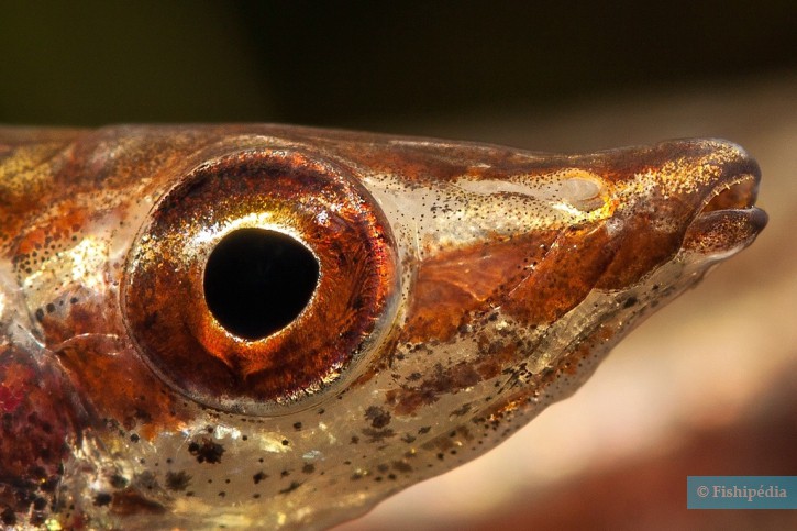 Nannostomus eques - poisson-crayon brun