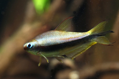 tétra empereur Characidae