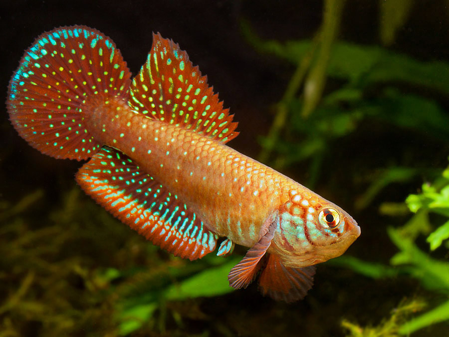 Nematolebias papilliferus