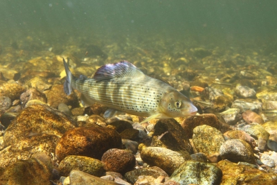 Thymallus thymallus Salmonidae