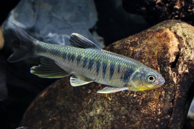 Opsariichthys kaopingensis Xenocyprididae