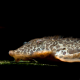 picture of Rineloricaria melini