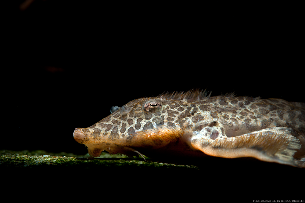 Rineloricaria melini