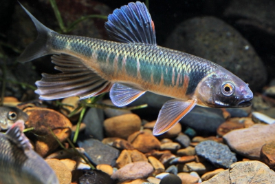 poisson dragon Xenocyprididae