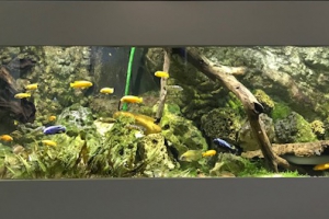 Biotope Afrique