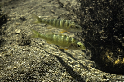 perchaude Percidae