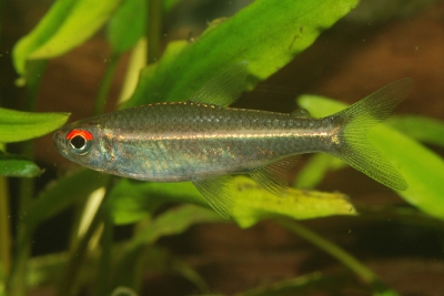 tétra à ligne dorée Characidae