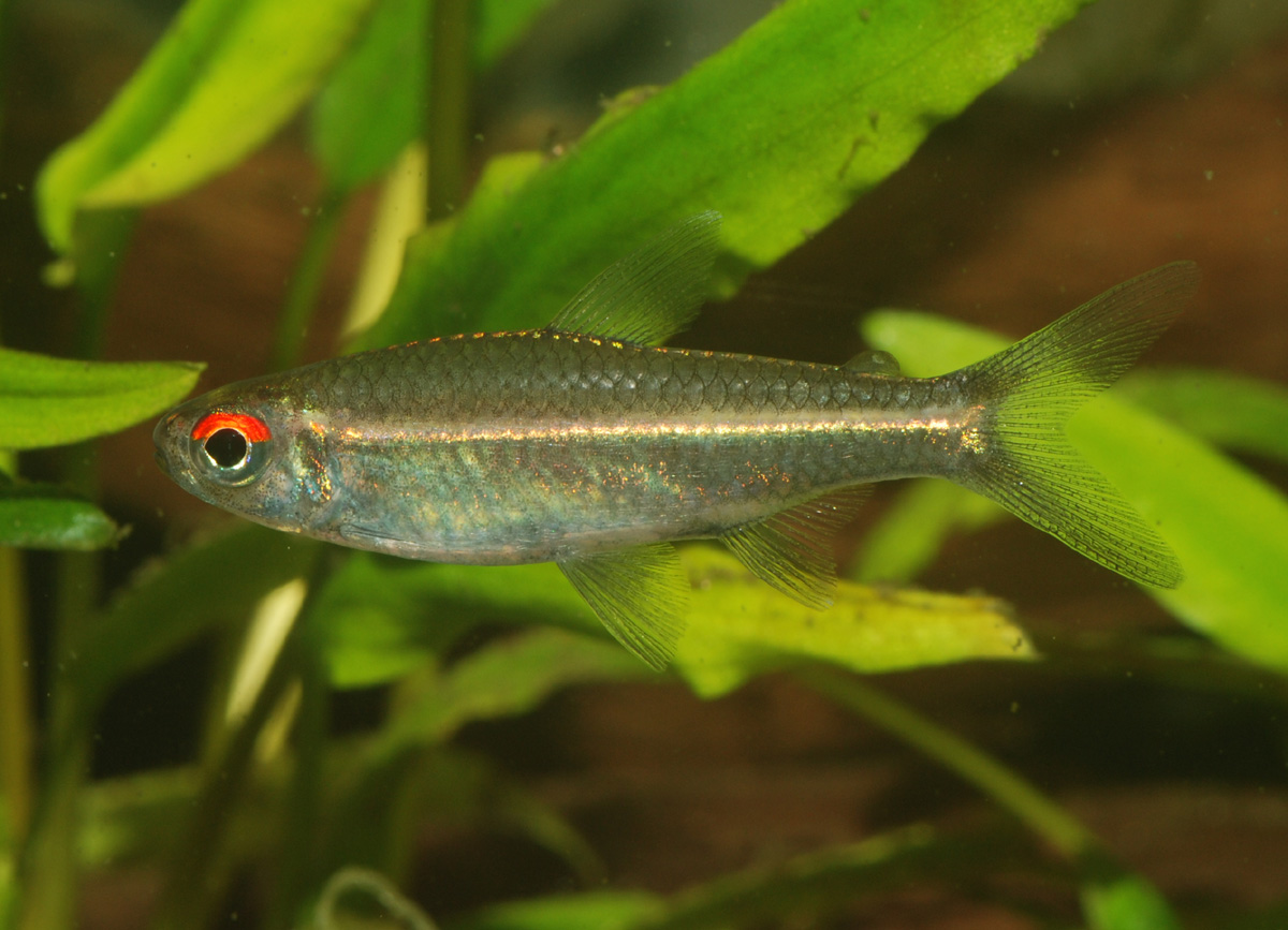 Hemigrammus bellottii