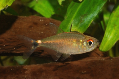 tétra Neptune Characidae
