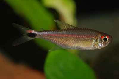 tétra à bande rouge Characidae