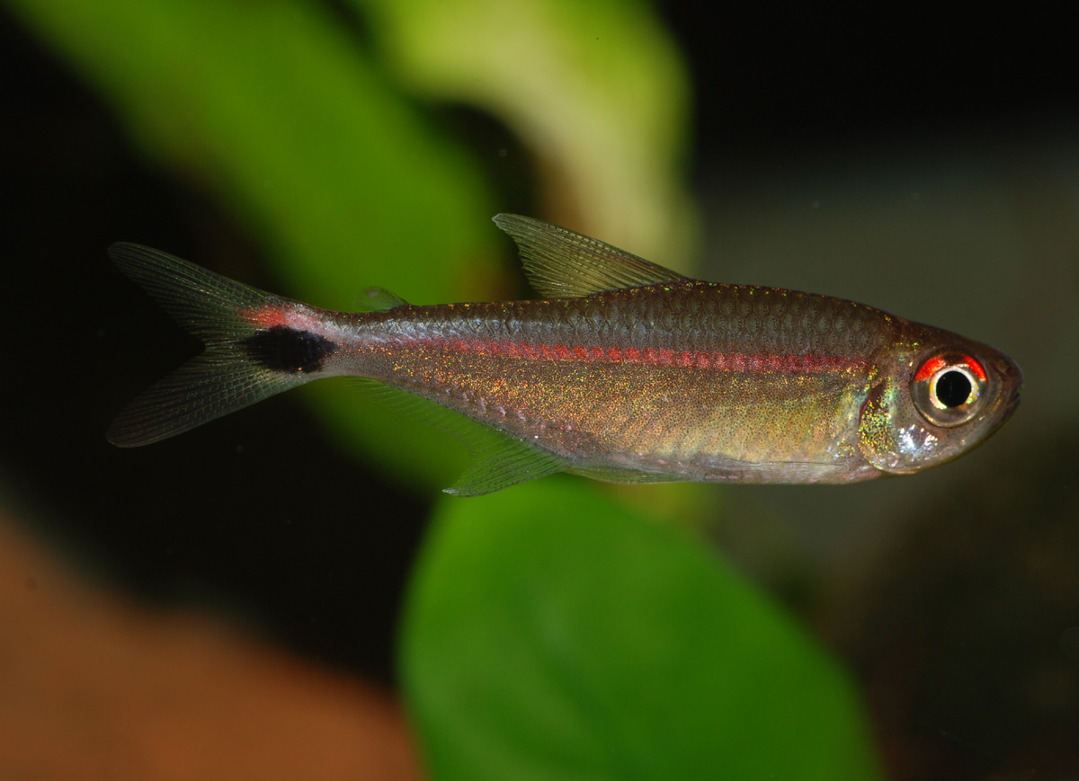 Hemigrammus rubrostriatus