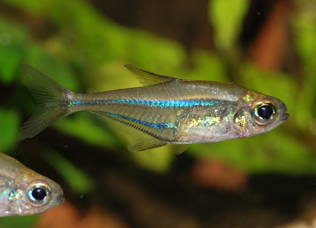 Heterocharax macrolepis