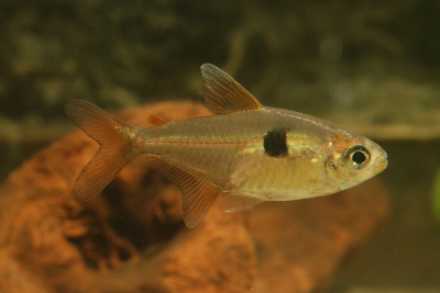 tétra d'Aruã Characidae