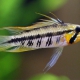 picture of Apistogramma gibbiceps