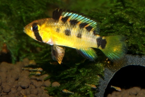 Apistogramma ortegai