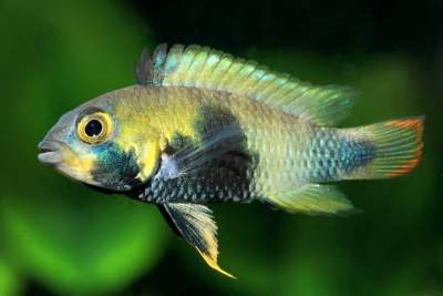 Apistogramma panduro Cichlidae