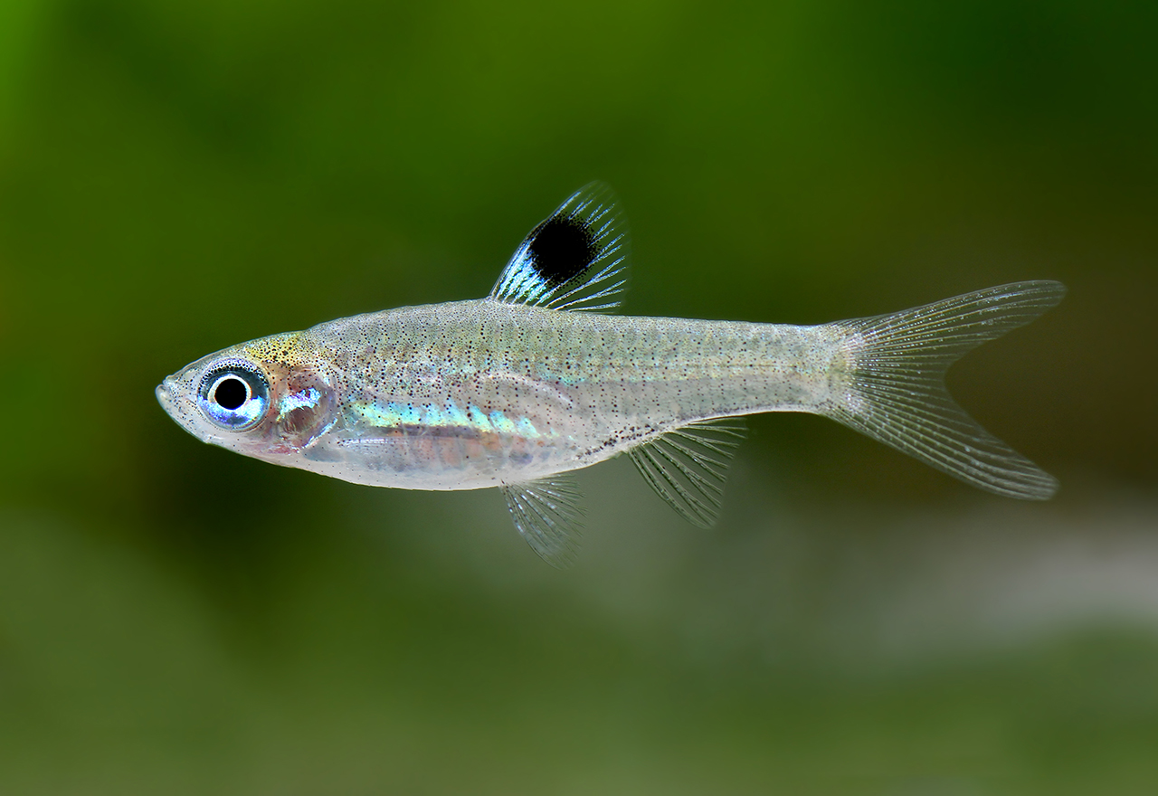 Brevibora dorsiocellata