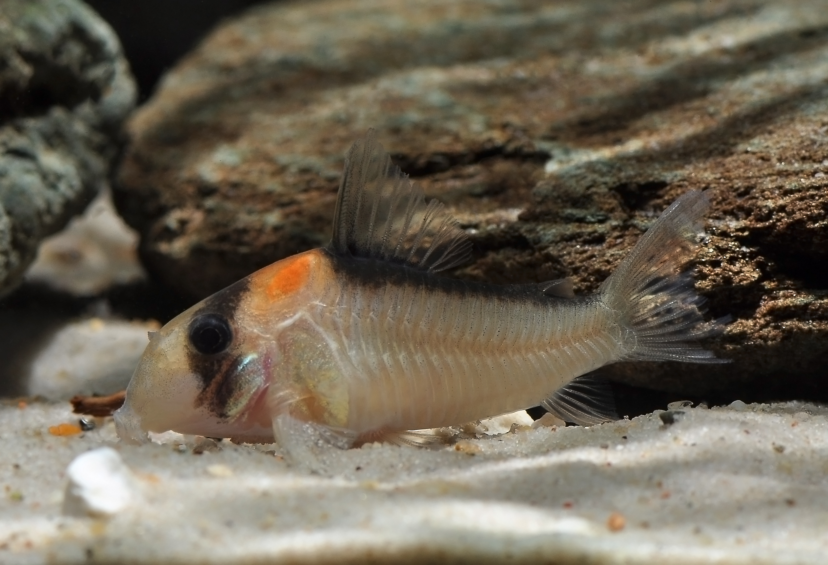 Corydoras adolfoi