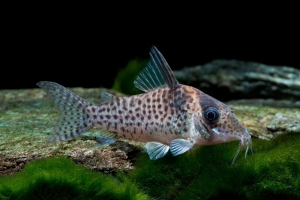 Corydoras agassizii