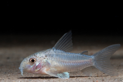 Corydoras albolineatus Callichthyidae
